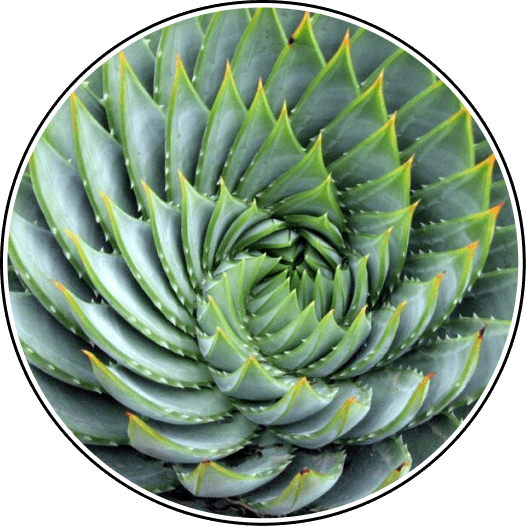 Aloe Vera plant fractal transformation